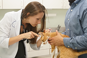 Specialized Vet Care